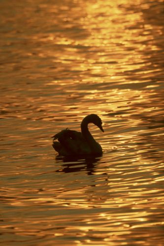 Swan at sunset Print