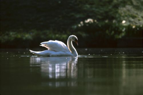 Swan in spring Print