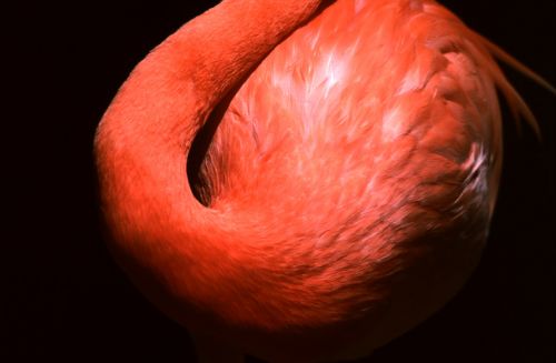 Flamingo body&nbsp; Print