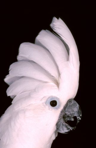 Umbrella Cockatoo Print