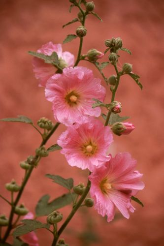 Holly Hock flowers Print
