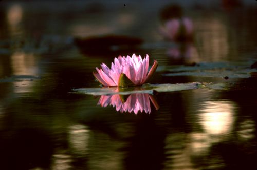 Pink Water Lily Print