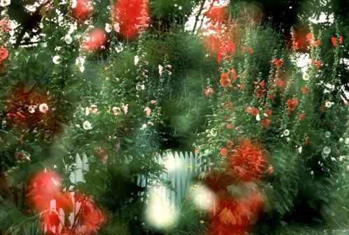 Holly Hocks along fence Print