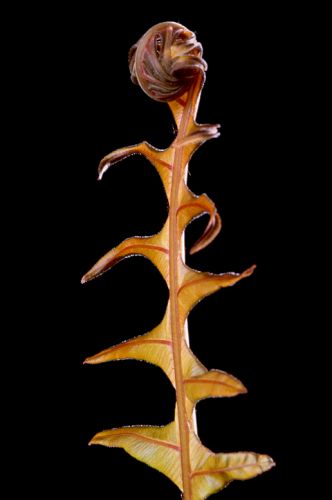 Red Leaf Tree Fern Print