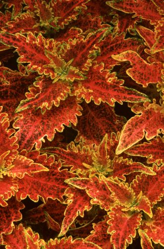 Coleus Tiger Lily Print
