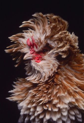 Polish Frizzle Print