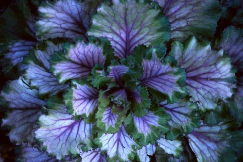 Flowering Kale Print