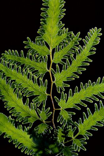 Japanese Climbing Fern Print