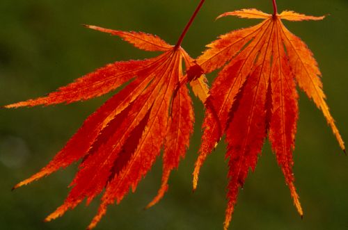 Japanese Maple Print