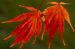 Japanese Maple