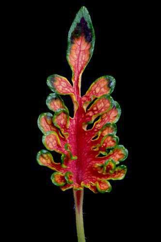 Coleus Curly Magenta Print