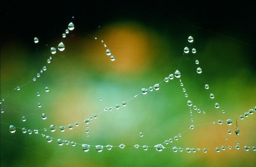 Dew on web, garden Print