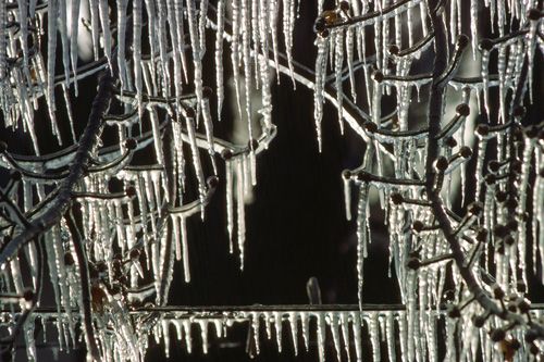 Icicles on tree Print