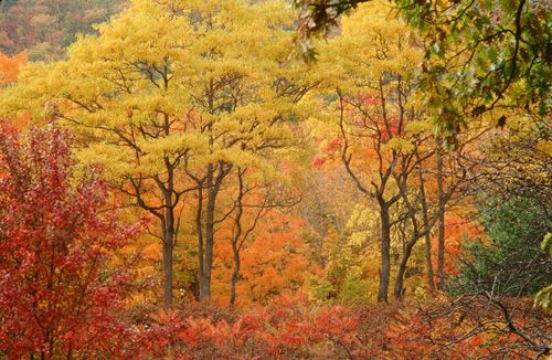 Sassafras in autumn Print