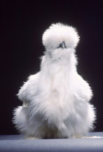 Silkie Print