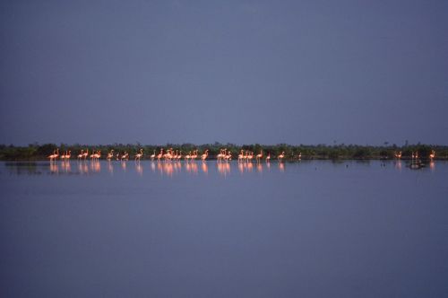 Flamingo flock Print
