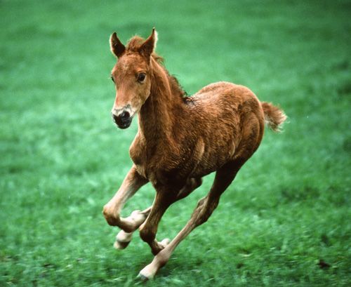 Morgan Horse foal Print
