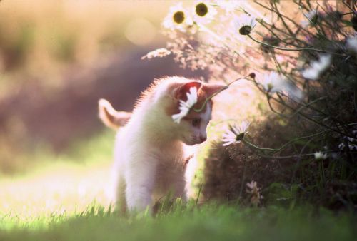 Kitten and daisies Print