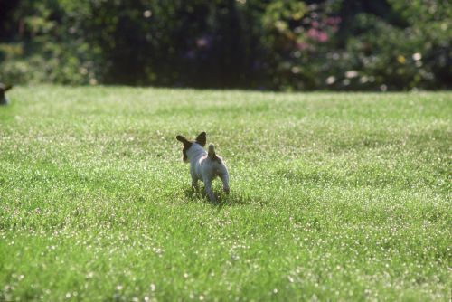 Jack Russell Terrier puppy Print