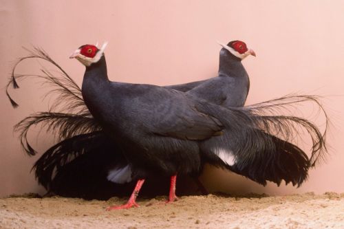 Blue Eared Pheasant  Print