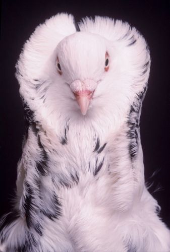  Old Dutch Capuchine Print