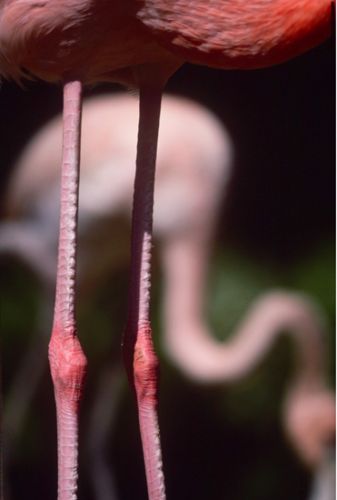 Flamingo legs Print