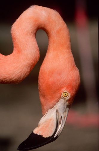 Flamingo head Print