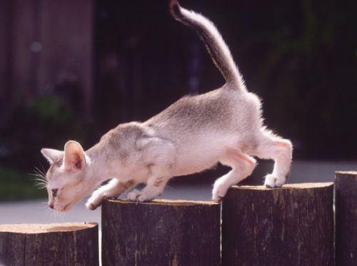 Singapurra kitten Print