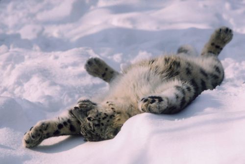Snow Leopard on its back Print