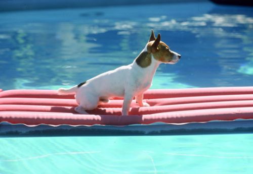 Jack Russell Terrier on pool raft Print