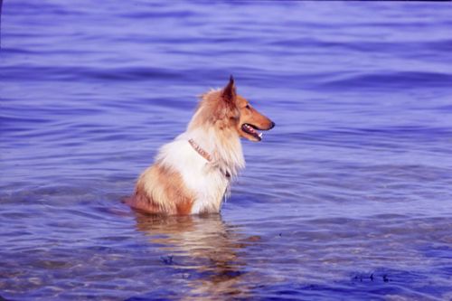 Collie in shallow water Print